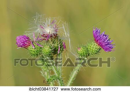 "Spear Thistle (Cirsium vulgare), North Rhine-Westphalia, Germany, Europe" View Large Photo Image Stock Photo - "Spear Thistle (Cirsium vulgare), North Rhine-Westphalia, Germany, Europe". Fotosearch