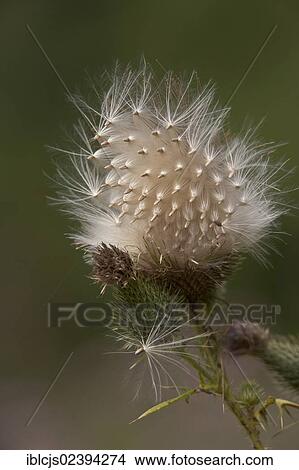 "Spear Thistle (Cirsium vulgare), seeds, Bergisches Land, Germany, Europe" View Large Photo Image Picture - "Spear Thistle (Cirsium vulgare), seeds, Bergisches Land, Germany, Europe". Fotosearch
