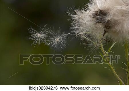 "Spear Thistle (Cirsium vulgare), seeds, Bergisches Land, Germany, Europe" View Large Photo Image Stock Image - "Spear Thistle (Cirsium vulgare), seeds, Bergisches Land, Germany, Europe". Fotosearch
