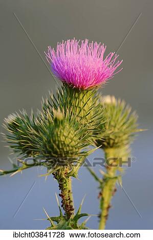"Spear Thistle (Cirsium vulgare), blossom, North Rhine-Westphalia, Germany, Europe" View Large Photo Image Stock Photo - "Spear Thistle (Cirsium vulgare), blossom, North Rhine-Westphalia, Germany, Europe". Fotosearch