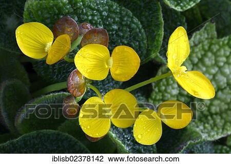 "Species of Begonia (Begonia ficicola), blossoms, Nigeria, Africa" View Large Photo Image Stock Image - "Species of Begonia (Begonia ficicola), blossoms, Nigeria, Africa". Fotosearch