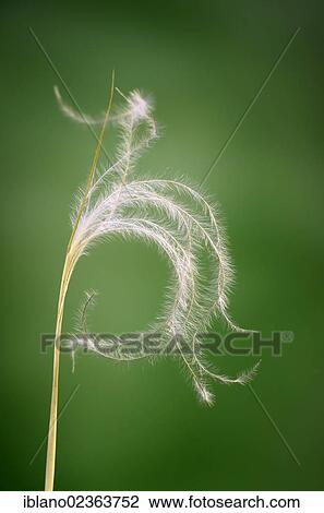 Stock Image - "Species of feather grass (Stipa eriocaulis), Perchtoldsdorfer Heide heath, Perchtoldsdorf, Lower Austria, Austria, Europe". Fotosearch