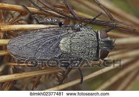 "Species of house fly (Muscidae spec), Bad Hersfeld, Hesse, Germany, Europe" View Large Photo Image Stock Image - "Species of house fly (Muscidae spec), Bad Hersfeld, Hesse, Germany, Europe". Fotosearch