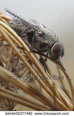 "Species of house fly (Muscidae spec), Bad Hersfeld, Hesse, Germany, Europe" View Large Photo Image Stock Image - "Species of house fly (Muscidae spec), Bad Hersfeld, Hesse, Germany, Europe". Fotosearch