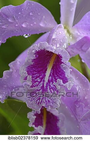 "Species of orchid (Cattleya aurantiaca), Central America" View Large Photo Image Stock Photo - "Species of orchid (Cattleya aurantiaca), Central America". Fotosearch