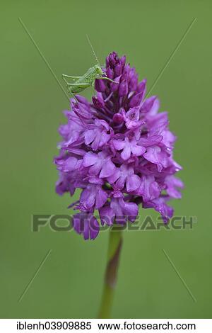 Stock Photography - "Speckled Bush-cricket (Leptophyes punctatissima) on a Pyramid Orchid (Anacamptis pyramidalis), Baden-Wurttemberg, Germany, Europe". Fotosearch
