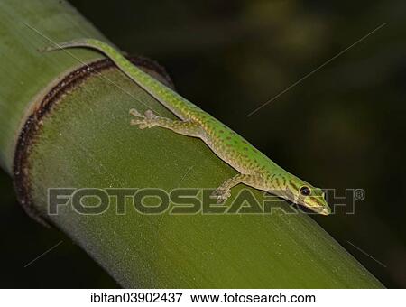 Stock Photo - "Speckled Day Gecko (Phelsuma guttata), Marojejy National Park, Madagascar, Africa". Fotosearch