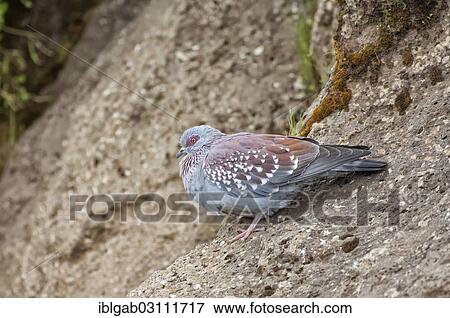 Stock Photo - "Speckled Pigeon (Columba guinea), Simien Mountains National Park, Amhara Region, Ethiopia, Africa". Fotosearch