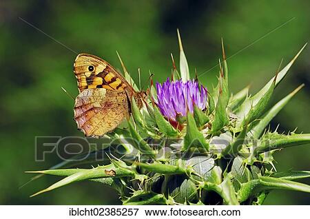 "Speckled Wood Butterfly (Pararge aegeria aegeria) on Blessed Milk Thistle, Saint Mary's Thistle, or Scotch Thistle (Silybrum marianum, Carduus Marianus), Provence, Southern France, France, Europe" View Large Photo Image Stock Photo - "Speckled Wood Butterfly (Pararge aegeria aegeria) on Blessed Milk Thistle, Saint Mary's Thistle, or Scotch Thistle (Silybrum marianum, Carduus Marianus), Provence, Southern France, France, Europe". Fotosearch