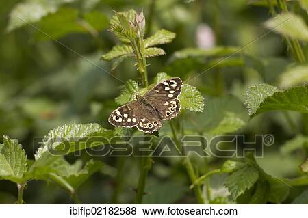 Speckled Wood (Pararge aegeria) on bramble leaves View Large Photo Image Stock Photo - Speckled Wood (Pararge aegeria) on bramble leaves. Fotosearch