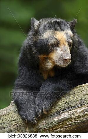 "Spectacled Bear or Andean Bear (Tremarctos ornatus), native to South America, captive, Germany, Europe" View Large Photo Image Stock Photo - "Spectacled Bear or Andean Bear (Tremarctos ornatus), native to South America, captive, Germany, Europe". Fotosearch