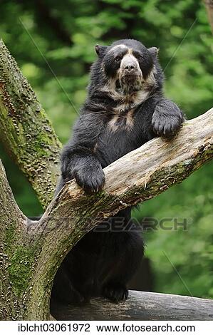 Stock Image - "Spectacled or Andean Bear (Tremarctos ornatus), occurrence in South America, captive, Germany, Europe". Fotosearch