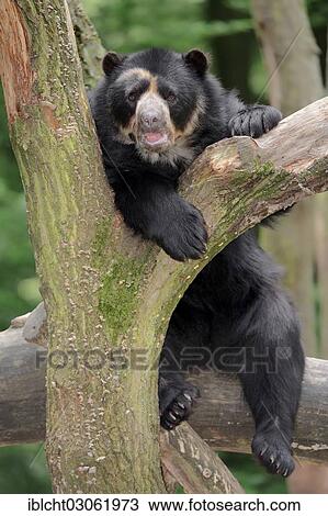 "Spectacled or Andean Bear (Tremarctos ornatus), occurrence in South America, captive, Germany, Europe" View Large Photo Image Stock Image - "Spectacled or Andean Bear (Tremarctos ornatus), occurrence in South America, captive, Germany, Europe". Fotosearch
