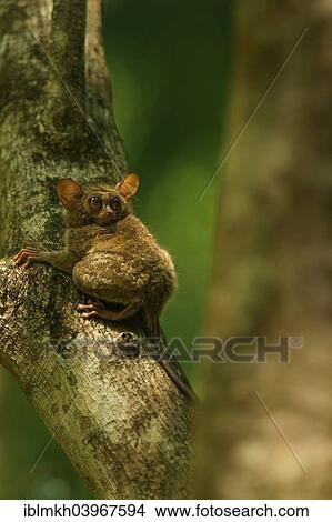 "Spectral Tarsier (Tarsius spectrum, Tarsius tarsier), Tangkoko National Park, Sulawesi, Indonesia, Asia" View Large Photo Image Picture - "Spectral Tarsier (Tarsius spectrum, Tarsius tarsier), Tangkoko National Park, Sulawesi, Indonesia, Asia". Fotosearch