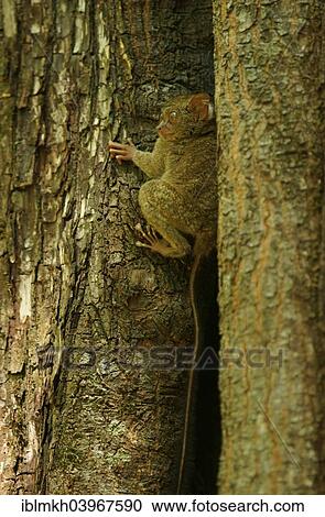 Stock Image - "Spectral Tarsier (Tarsius spectrum, Tarsius tarsier), Tangkoko National Park, Sulawesi, Indonesia, Asia". Fotosearch