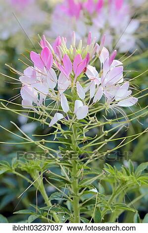 "Spider Flower, Spider Plants, Spider Weeds or Bee Plants (Cleome spinosa, Cleome hassleriana, Tarenaya hassleriana), in flower, occurrence in South America, North Rhine-Westphalia, Germany, Europe" View Large Photo Image Stock Photo - "Spider Flower, Spider Plants, Spider Weeds or Bee Plants (Cleome spinosa, Cleome hassleriana, Tarenaya hassleriana), in flower, occurrence in South America, North Rhine-Westphalia, Germany, Europe". Fotosearch