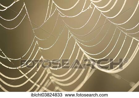 "Spider web with dew drops, North Rhine-Westphalia, Germany, Europe" View Large Photo Image Stock Image - "Spider web with dew drops, North Rhine-Westphalia, Germany, Europe". Fotosearch