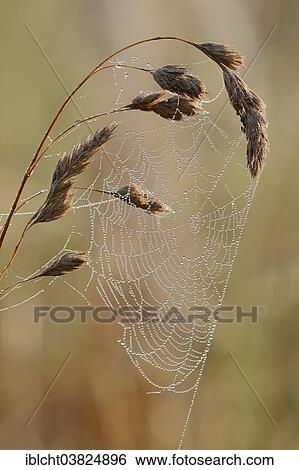 "Spider web with dew drops, North Rhine-Westphalia, Germany, Europe" View Large Photo Image Stock Photograph - "Spider web with dew drops, North Rhine-Westphalia, Germany, Europe". Fotosearch