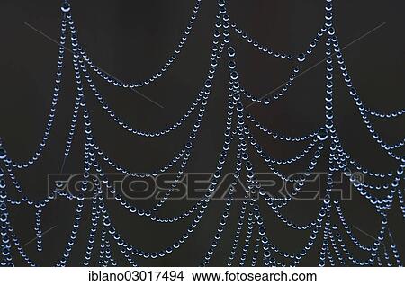 "Spider web with dew drops, Schwaz, Tyrol, Austria, Europe" View Large Photo Image Picture - "Spider web with dew drops, Schwaz, Tyrol, Austria, Europe". Fotosearch