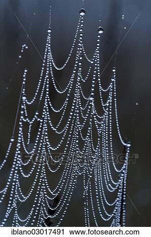 "Spider web with dew drops, Schwaz, Tyrol, Austria, Europe" View Large Photo Image Stock Image - "Spider web with dew drops, Schwaz, Tyrol, Austria, Europe". Fotosearch