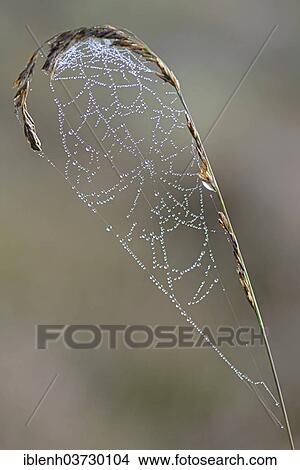 "Spider's web on Purple Moor Grass (Molinia caerulea), Theikenmeer nature reserve, Werlte, Emsland, Lower Saxony, Germany, Europe" View Large Photo Image Picture - "Spider's web on Purple Moor Grass (Molinia caerulea), Theikenmeer nature reserve, Werlte, Emsland, Lower Saxony, Germany, Europe". Fotosearch