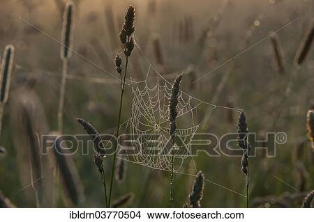 "Spider's web with dew drops in a meadow, Warmian-Masurian Voivodeship, Poland, Europe" View Large Photo Image Picture - "Spider's web with dew drops in a meadow, Warmian-Masurian Voivodeship, Poland, Europe". Fotosearch