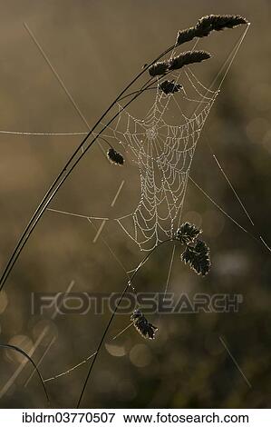 "Spider's web with dew drops in a meadow, Warmian-Masurian Voivodeship, Poland, Europe" View Large Photo Image Stock Photo - "Spider's web with dew drops in a meadow, Warmian-Masurian Voivodeship, Poland, Europe". Fotosearch