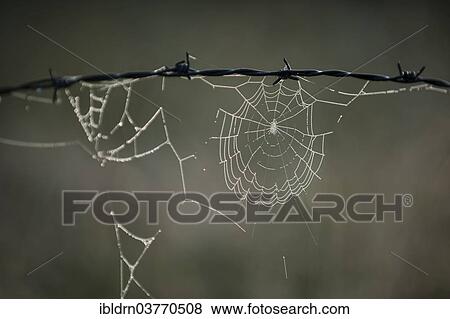 "Spider's web with dew drops on barbed wire, Warmian-Masurian Voivodeship, Poland, Europe" View Large Photo Image Stock Photo - "Spider's web with dew drops on barbed wire, Warmian-Masurian Voivodeship, Poland, Europe". Fotosearch
