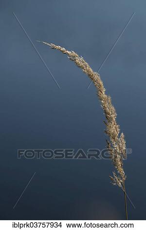 Spike of tussock grass View Large Photo Image Picture - Spike of tussock grass. Fotosearch