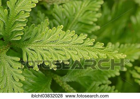 "Spikemoss (Selaginella sp), leaf, native to Asia, ornamental plant, Germany, Europe" View Large Photo Image Stock Photo - "Spikemoss (Selaginella sp), leaf, native to Asia, ornamental plant, Germany, Europe". Fotosearch