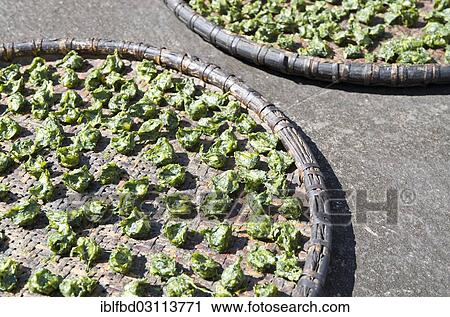 Stock Image - "Spinach drying in the sun on a tablet, Khincha, Solukhumbu District, Sagarmatha Zone, Nepal, Asia". Fotosearch