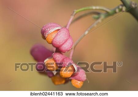 "Spindle tree (Euonymus europaeus), Haren, Emsland, Lower Saxony, Germany, Europe" View Large Photo Image Stock Image - "Spindle tree (Euonymus europaeus), Haren, Emsland, Lower Saxony, Germany, Europe". Fotosearch