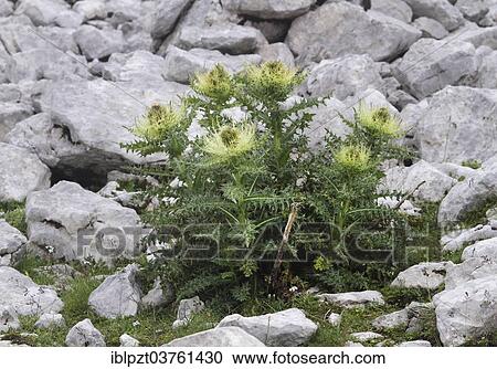 Stock Image - "Spiniest Thistle (Cirsium spinosissimum), Tyrol, Austria, Europe". Fotosearch