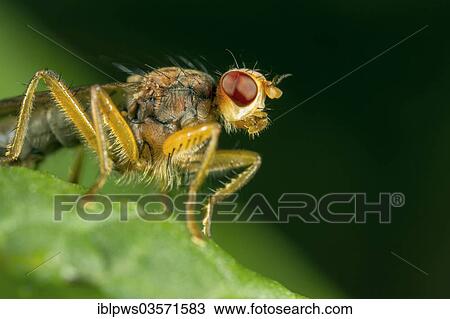 "Spiny-handed Dungfly (Norellisoma spinimanum), perched on Common Dock (Rumex sp. ), Bridgend, Wales, United Kingdom, Europe" View Large Photo Image Stock Image - "Spiny-handed Dungfly (Norellisoma spinimanum), perched on Common Dock (Rumex sp. ), Bridgend, Wales, United Kingdom, Europe". Fotosearch