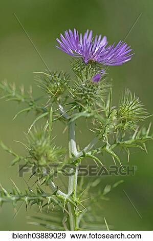 Stock Photo - "Spiny Plumeless Thistle (Carduus acanthoides), Province of Messina, Sicily, Italy, Europe". Fotosearch