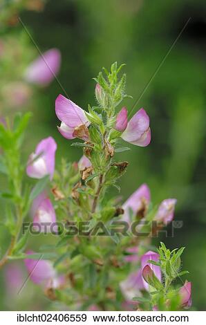 "Spiny Restharrow (Ononis spinosa), North Rhine-Westphalia, Germany, Europe" View Large Photo Image Stock Photo - "Spiny Restharrow (Ononis spinosa), North Rhine-Westphalia, Germany, Europe". Fotosearch