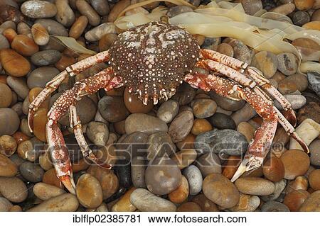 "Spiny Spider Crab (Maia squinado), dead adult, washed up on beach strandline, Chesil Beach, Dorset, England, United Kingdom, Europe" View Large Photo Image Stock Image - "Spiny Spider Crab (Maia squinado), dead adult, washed up on beach strandline, Chesil Beach, Dorset, England, United Kingdom, Europe". Fotosearch