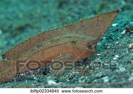 "Spiny Waspfish (Ablabys macracanthus), adult, resting on seabed, Lembeh Straits, Sulawesi, Sunda Islands, Indonesia, Southeast Asia, Asia" View Large Photo Image Stock Photography - "Spiny Waspfish (Ablabys macracanthus), adult, resting on seabed, Lembeh Straits, Sulawesi, Sunda Islands, Indonesia, Southeast Asia, Asia". Fotosearch