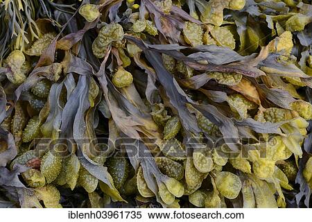 "Spiral Wrack or Flat Wrack (Fucus spiralis), Departement Cotes-d’Armor, Brittany, France, Europe" View Large Photo Image Stock Photography - "Spiral Wrack or Flat Wrack (Fucus spiralis), Departement Cotes-d’Armor, Brittany, France, Europe". Fotosearch