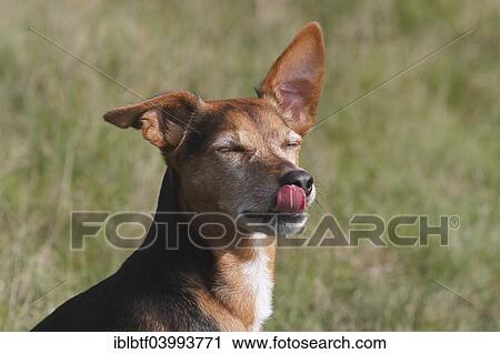 "Spitz Pinscher Mixed Breed, male, 6 years, licking himself, North Rhine-Westphalia, Germany, Europe" View Large Photo Image Stock Image - "Spitz Pinscher Mixed Breed, male, 6 years, licking himself, North Rhine-Westphalia, Germany, Europe". Fotosearch