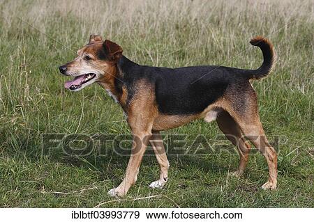 "Spitz Pinscher Mixed Breed, male, 6 years, North Rhine-Westphalia, Germany, Europe" View Large Photo Image Stock Photo - "Spitz Pinscher Mixed Breed, male, 6 years, North Rhine-Westphalia, Germany, Europe". Fotosearch
