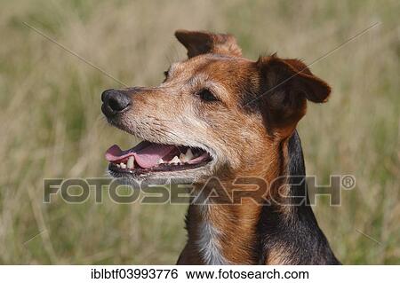 "Spitz Pinscher Mixed Breed, male, 6 years, North Rhine-Westphalia, Germany, Europe" View Large Photo Image Stock Photograph - "Spitz Pinscher Mixed Breed, male, 6 years, North Rhine-Westphalia, Germany, Europe". Fotosearch
