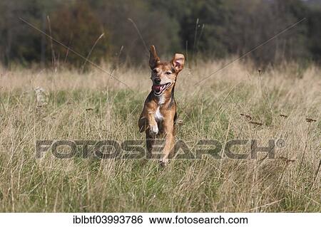 Stock Photograph - "Spitz Pinscher Mixed Breed, male, 6 years, North Rhine-Westphalia, Germany, Europe". Fotosearch