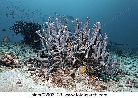 Stock Image - "Sponge (Cribrochalina sp. ), Sunburst Butterflyfish (Chaetodon kleinii), Lhaviyani Atoll, Indian Ocean, Maldives, Asia". Fotosearch