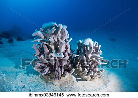 "Sponge (Porifera), Philippines, Asia" View Large Photo Image Stock Photography - "Sponge (Porifera), Philippines, Asia". Fotosearch