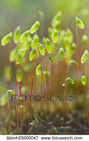 "Sporangia of Bank Haircap Moss (Polytrichum formosum), Fehndorf, Emsland, Lower Saxony, Germany, Europe" View Large Photo Image Stock Photo - "Sporangia of Bank Haircap Moss (Polytrichum formosum), Fehndorf, Emsland, Lower Saxony, Germany, Europe". Fotosearch