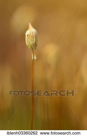 "Sporangium of Bank Haircap Moss (Polytrichum formosum), Fehndorf, Emsland, Lower Saxony, Germany, Europe" View Large Photo Image Stock Image - "Sporangium of Bank Haircap Moss (Polytrichum formosum), Fehndorf, Emsland, Lower Saxony, Germany, Europe". Fotosearch