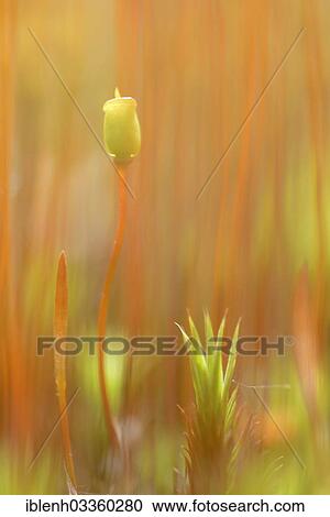 "Sporangium of Bank Haircap Moss (Polytrichum formosum), Fehndorf, Emsland, Lower Saxony, Germany, Europe" View Large Photo Image Stock Image - "Sporangium of Bank Haircap Moss (Polytrichum formosum), Fehndorf, Emsland, Lower Saxony, Germany, Europe". Fotosearch