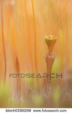 "Sporangium of Bank Haircap Moss (Polytrichum formosum), Fehndorf, Emsland, Lower Saxony, Germany, Europe" View Large Photo Image Stock Photo - "Sporangium of Bank Haircap Moss (Polytrichum formosum), Fehndorf, Emsland, Lower Saxony, Germany, Europe". Fotosearch
