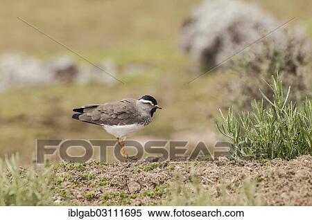 "Spot-breasted Lapwing (Vanellus melanocephalus), Bale Mountains National Park, Bale Zone, Oromia Region, Ethiopia, Africa" View Large Photo Image Stock Photography - "Spot-breasted Lapwing (Vanellus melanocephalus), Bale Mountains National Park, Bale Zone, Oromia Region, Ethiopia, Africa". Fotosearch